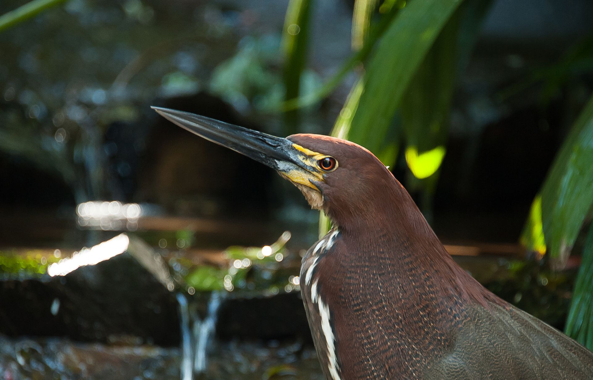 Soco Boi no Parque das Aves em Foz do Iguaçu Paraná