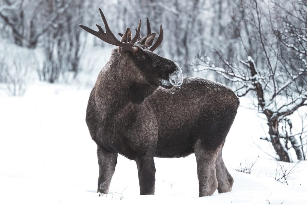 Alce em Abisko Suécia