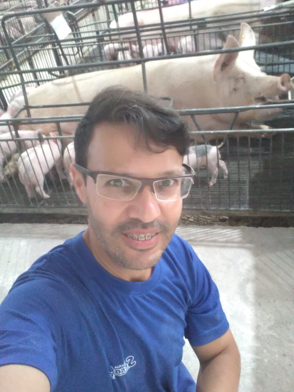 suinocultura; maternidade; granja 