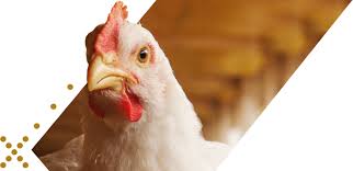 Cadeia Produtiva de Aves