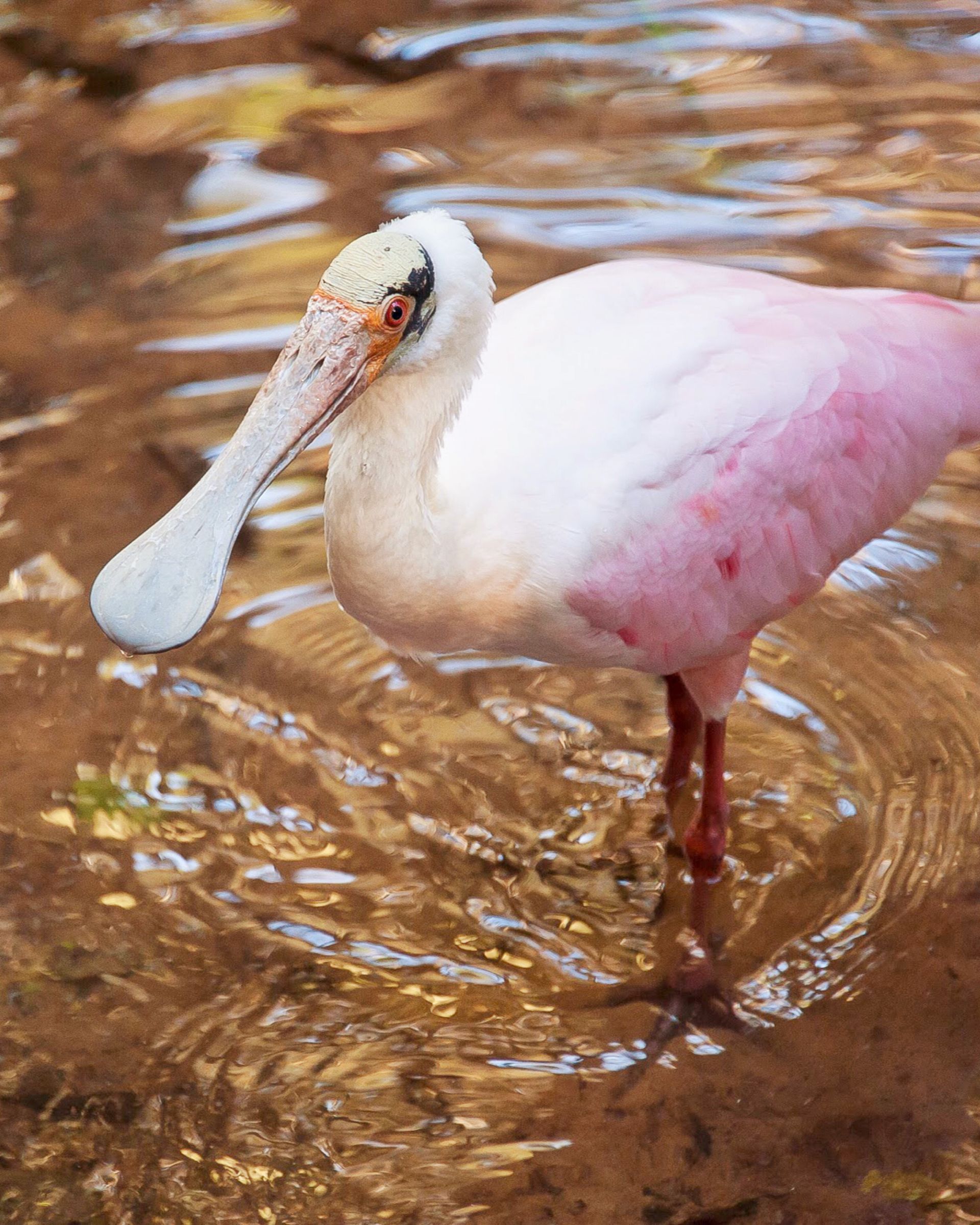Colhereiro no Parque das Aves em Foz do Iguaçu Paraná