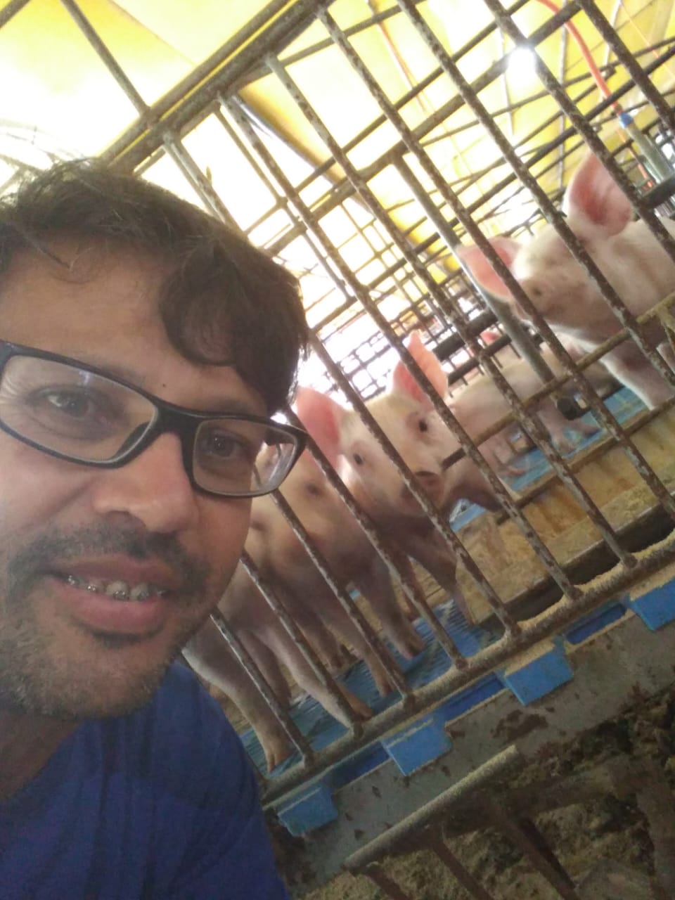 suinocultura: matrizes; granja; suinos; maternidade