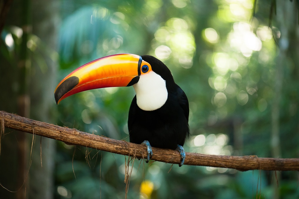 Tucano Toco