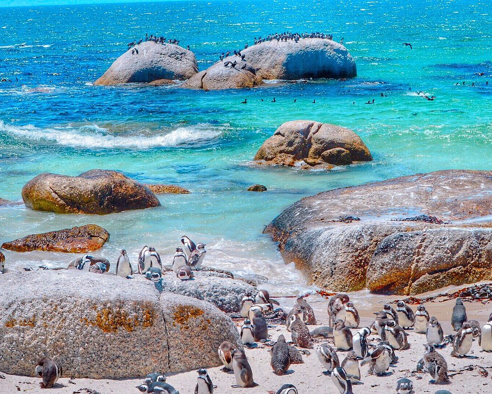 Boulders Beach Penguin Colony África do Sul