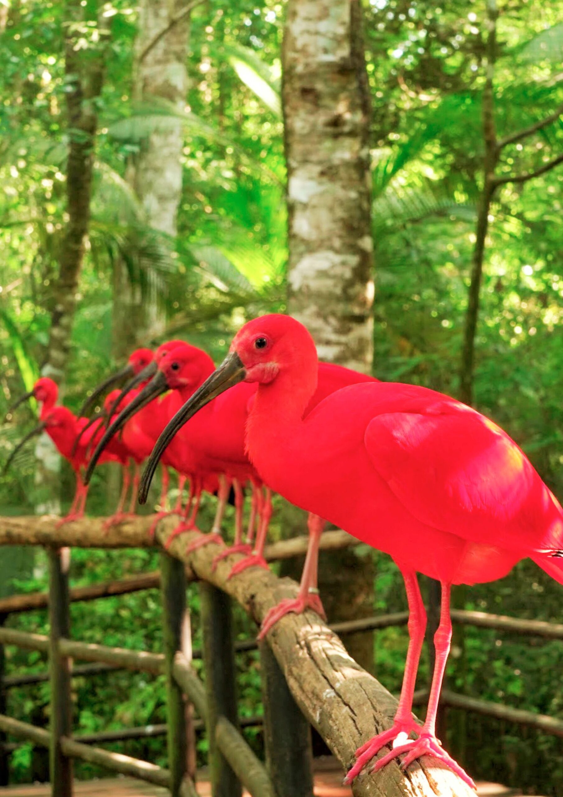 Guaras Scaled no Parque das Aves em Foz do Iguaçu Paraná