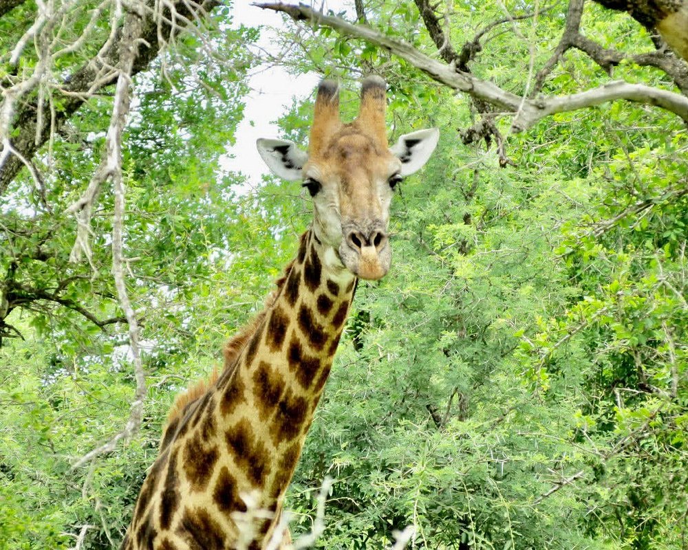 Kruger Nacional Park África do Sul