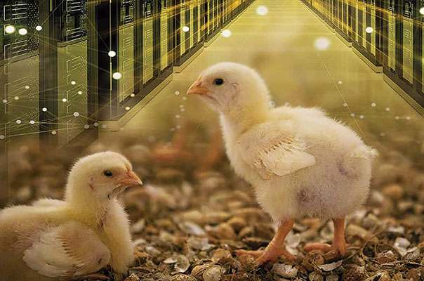 Cadeia Produtiva de Aves