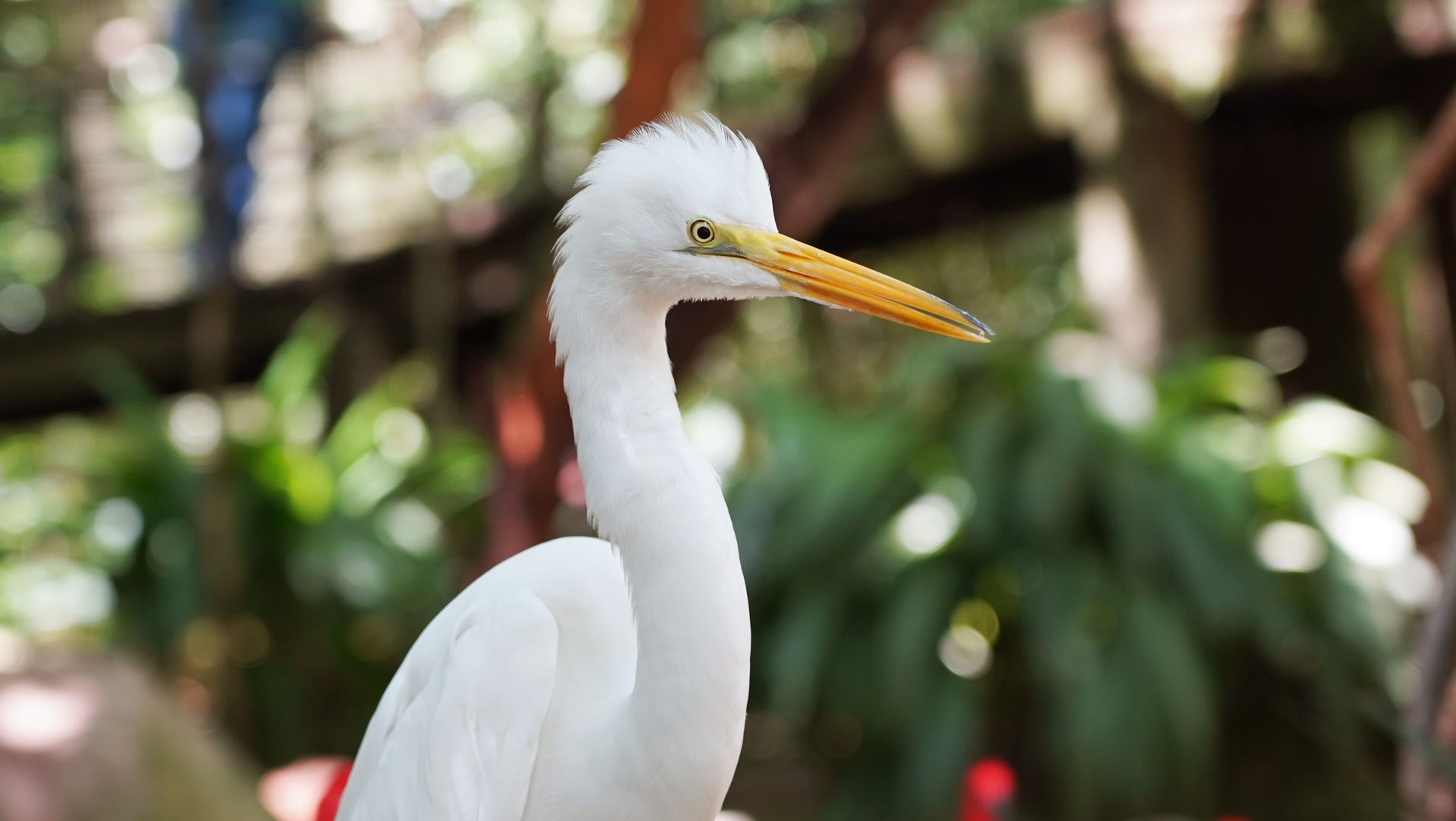 Garça Branca no Parque das Aves em Foz do Iguaçu Paraná