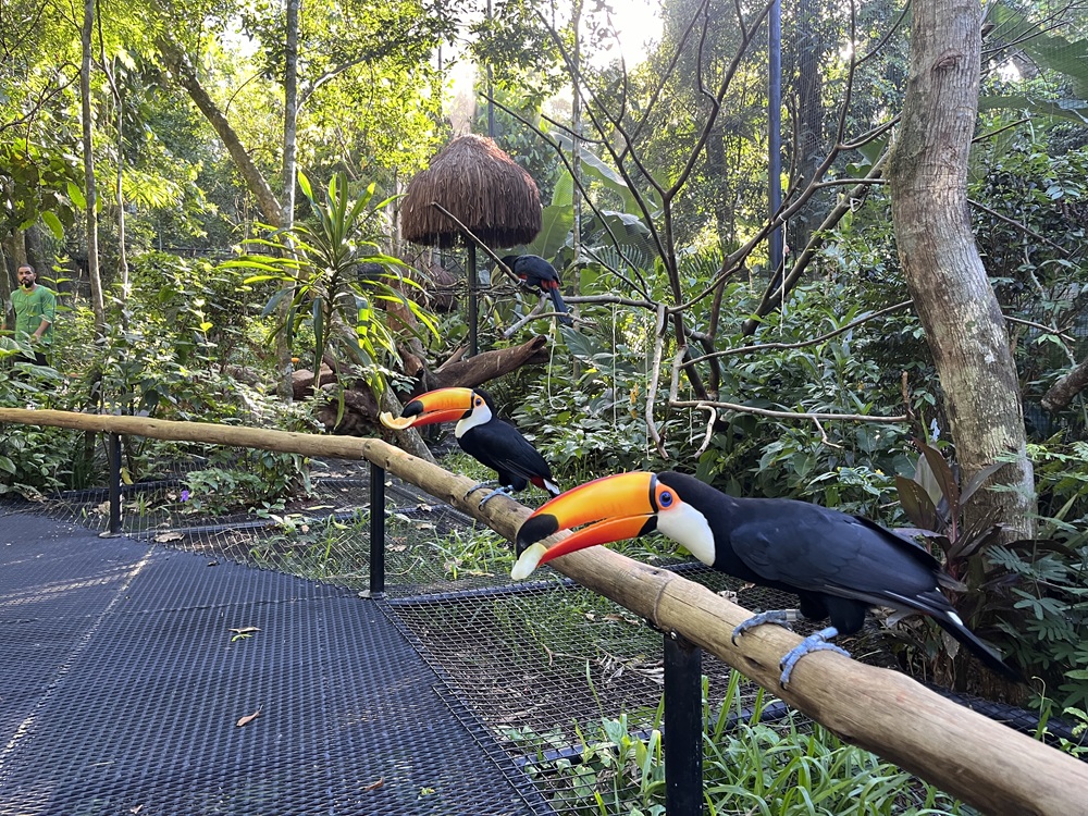 Tucano Toco