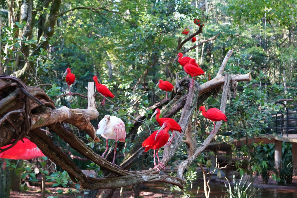 Guaras Scaled e colhereiro no Aves de Rios e Manguezais