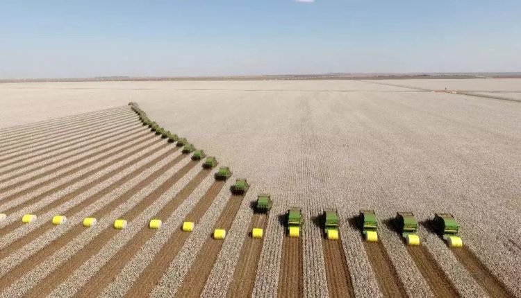 Cadeia Produtiva do Algodão